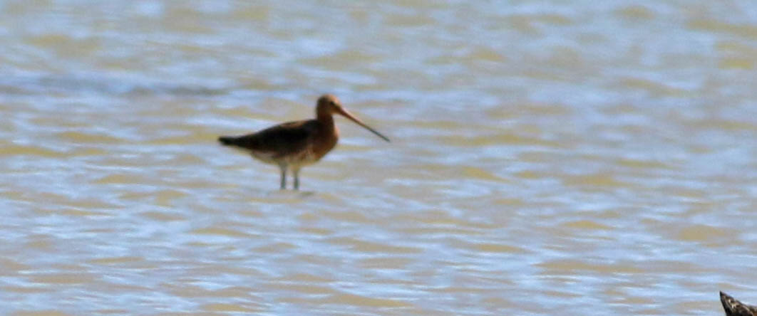 Black-tailed Godwit